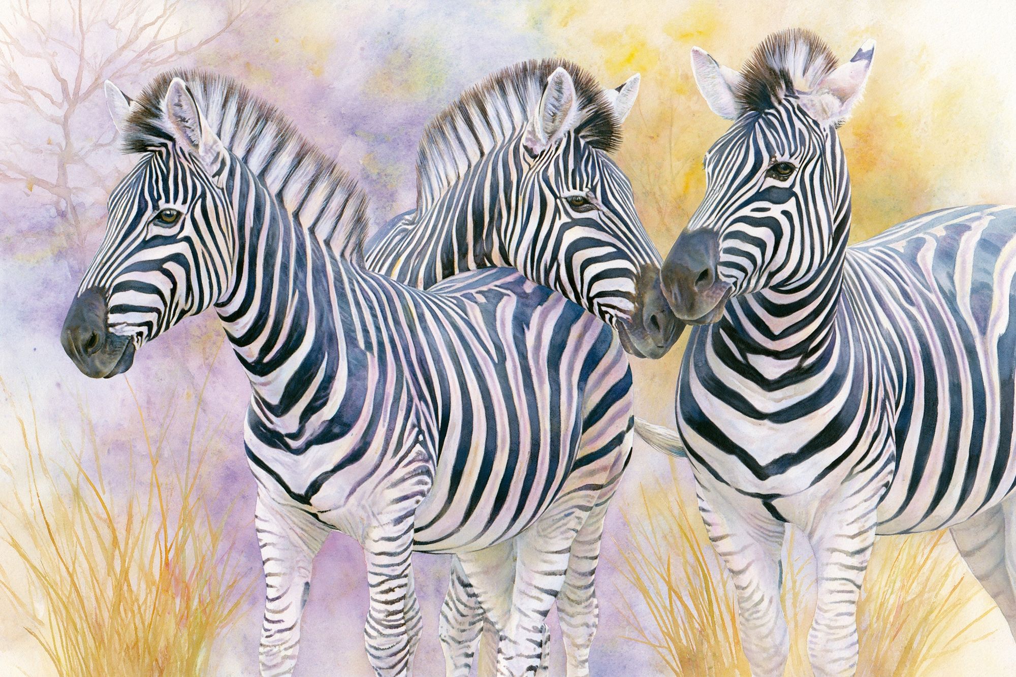 Zebra Trio Watercolor Poster.