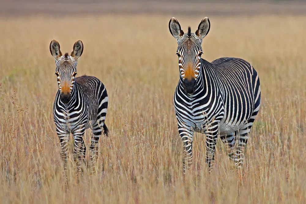 Zebra Family in Grassland Poster.